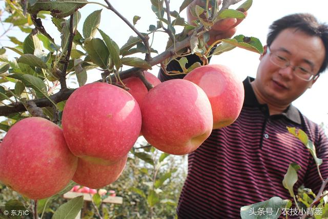 原来多效唑对作物竟然有这么大的作用！学习了！