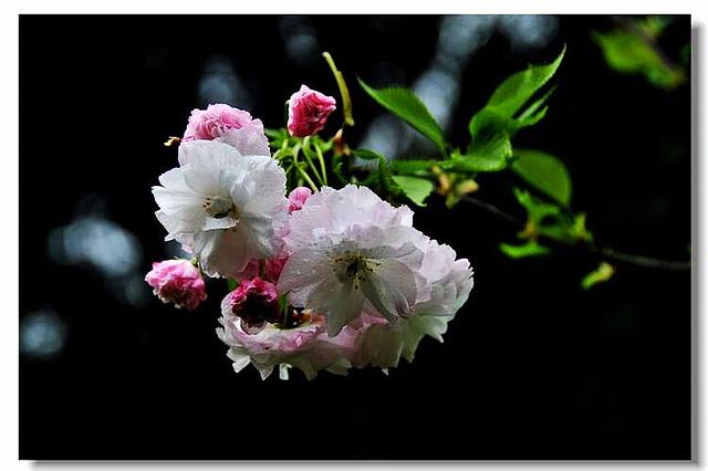 樱花的花语是什么 樱花的花语是什么（红色樱花的花语是什么） 生活