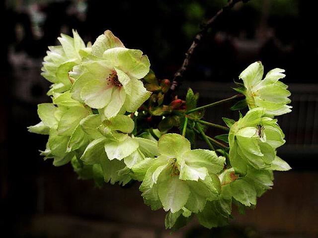 樱花的花语是什么 樱花的花语是什么（红色樱花的花语是什么） 生活