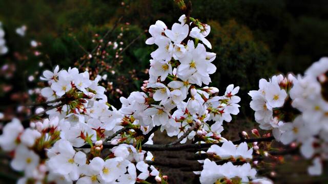 樱花的花语