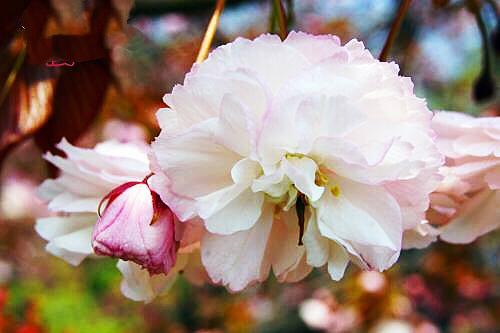 樱花的花语是什么 樱花的花语是什么（红色樱花的花语是什么） 生活