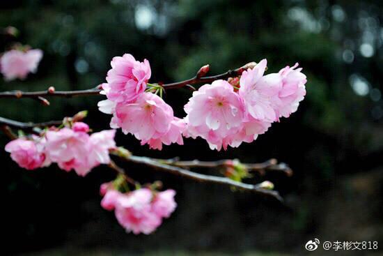 樱花的花语是什么 樱花的花语是什么（红色樱花的花语是什么） 生活