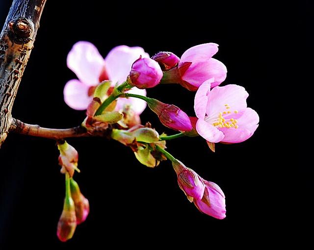 樱花的花语是什么 樱花的花语是什么（红色樱花的花语是什么） 生活