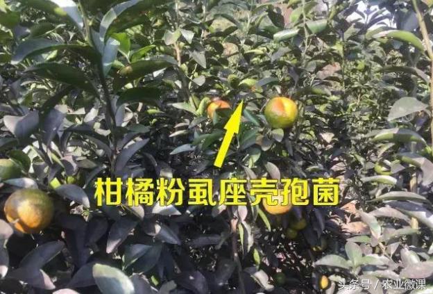 柑橘粉虱座壳孢菌，柑橘园中的有益菌！5