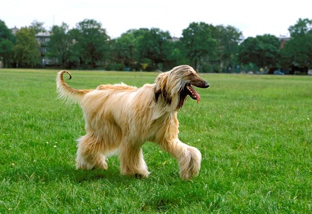 阿富汗犬