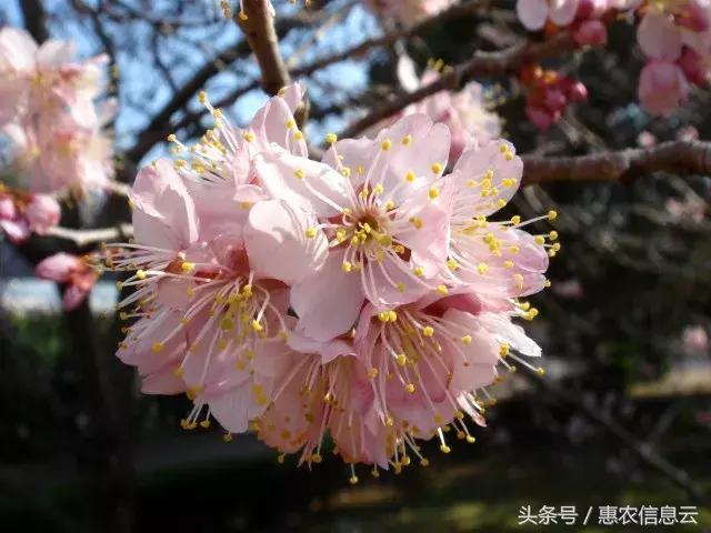 樱花种子（樱花种子种植方法和时间）