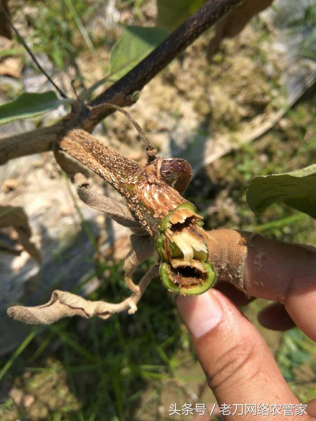 茄子植株枯萎了是什么病害？该用什么药进行缓解2