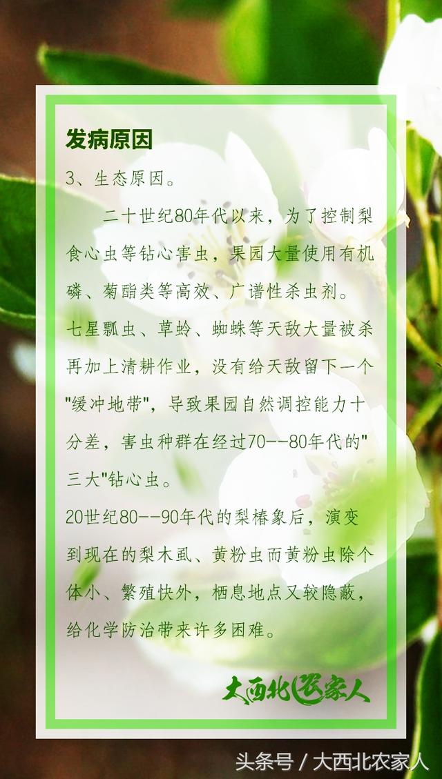 果园种植梨树发生黄粉虫病，发生原因及高效防治3