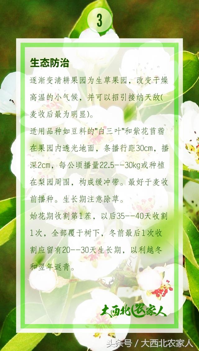 果园种植梨树发生黄粉虫病，发生原因及高效防治8