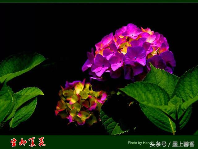 桔梗花的花语 桔梗花的花语  白色桔梗花的花语 生活