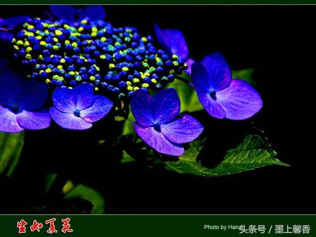 桔梗花的花语 桔梗花的花语  白色桔梗花的花语 生活