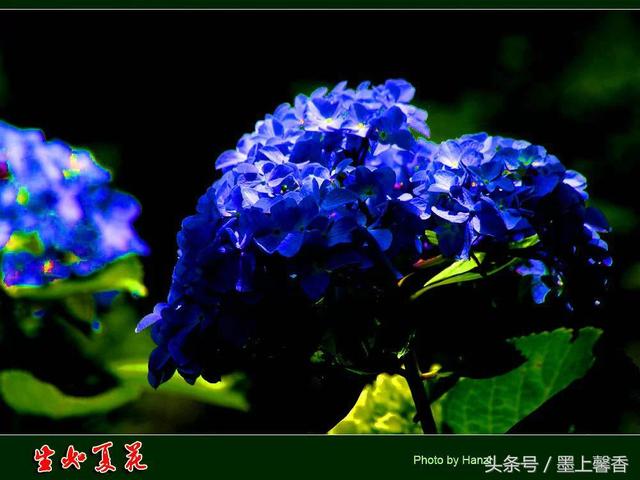 桔梗花的花语 桔梗花的花语  白色桔梗花的花语 生活