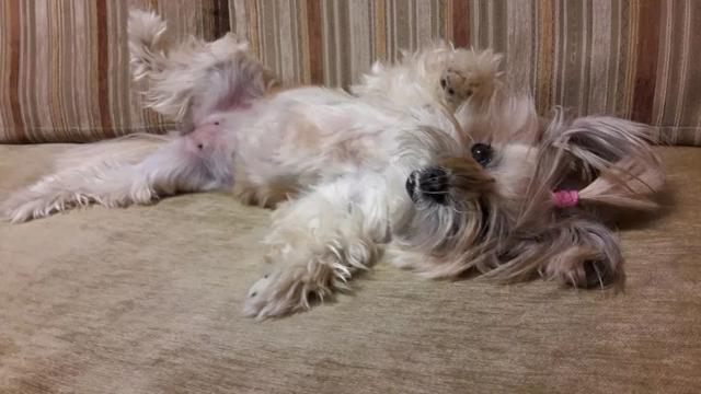 小狗站着跳舞(小狗站着跳舞绿幕素材)