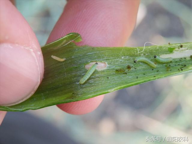 “青虫”很难治，这三种方法最有效10