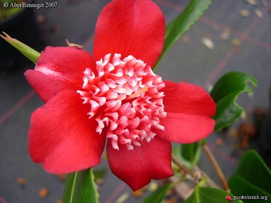 玛丽安茶花 玛丽安茶花（玛丽安茶花图片） 生活