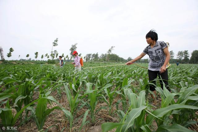 玉米除草剂使用时的3点注意事项：时期、温度和杀虫剂混用问题4