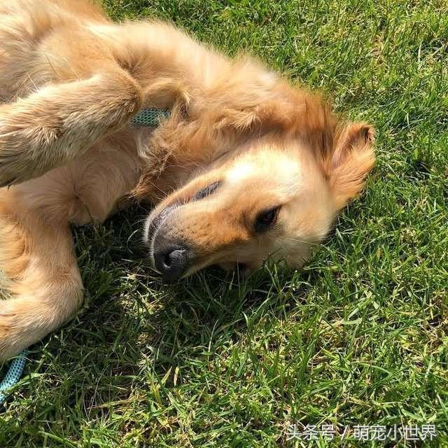 黄金猎犬