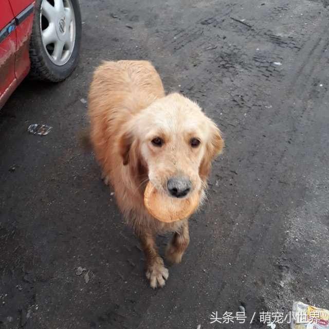 黄金猎犬