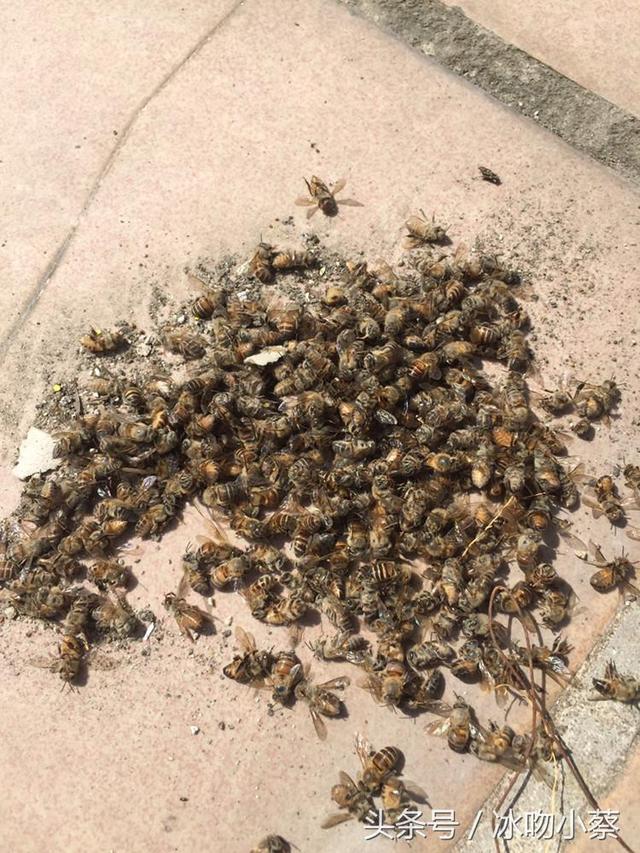 蜜蜂农药中毒应该如何解救4