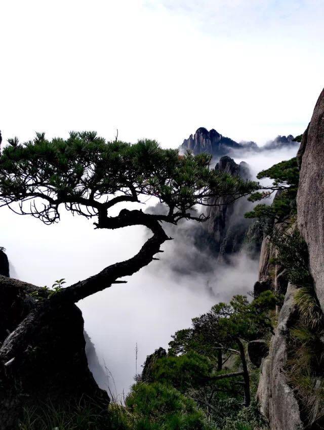 黄山松精神黄山松精神下孕育出的徽州商人胡雪岩13个老婆照片