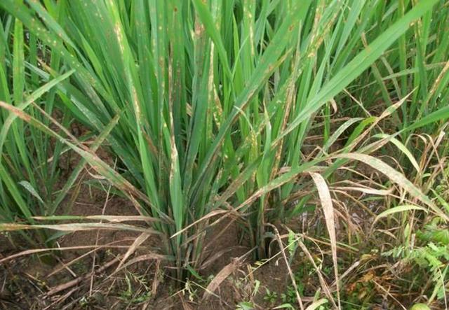 水稻叶片发黄干尖，是不是除草剂药害造成的？该如何补救？