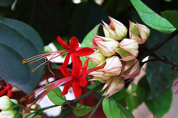 龙吐珠花卉图片(玉龙吐珠花)