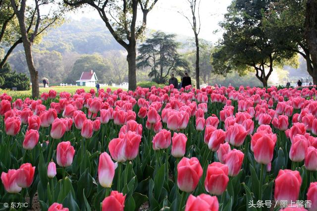 兰陵美酒郁金香下一句 兰陵美酒郁金香下一句（兰陵美酒郁金香全诗） 生活