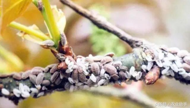 十七种柑橘虫害防治药剂配方（最新图文版）10