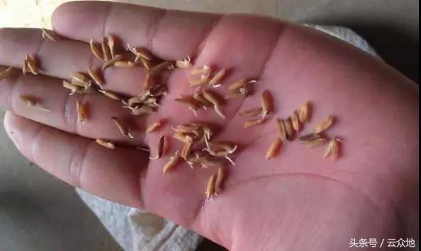 稻种发芽不齐，稻种播后多久能封闭除草？如何正确浸种催芽？