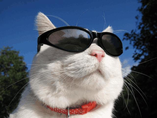 日本的一只田园猫,叫大白,头大身子圆,喜欢眯眯眼和戴墨镜,超有范儿