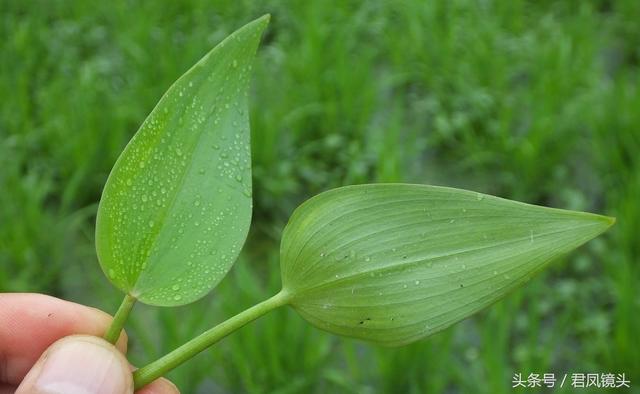 湖北宜昌：农民种植水稻，稻田长满鸭舌草！会对水稻造成减产吗？3