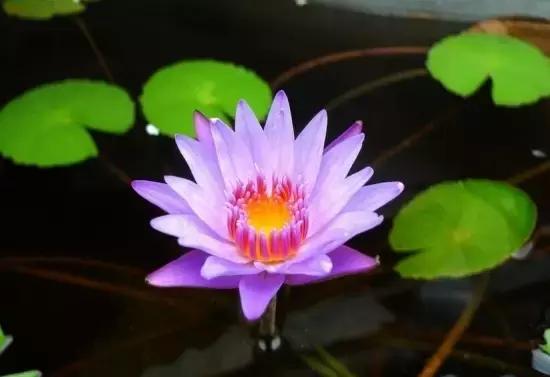 睡莲的种植方法 睡莲的种植方法，无土睡莲的种植方法 生活