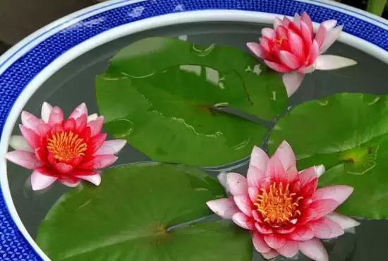 睡莲的种植方法 睡莲的种植方法，无土睡莲的种植方法 生活