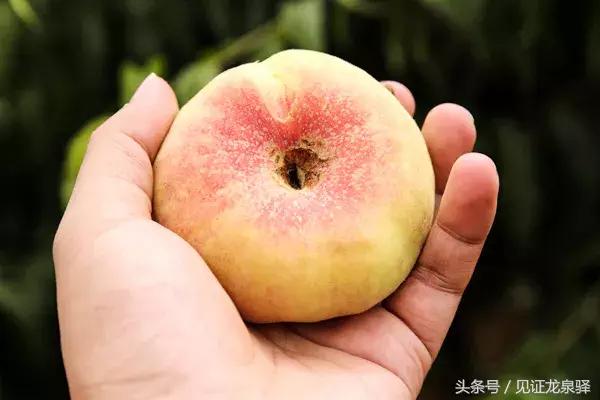 龙泉驿有种桃子对农药过敏？！你吃过吗？3