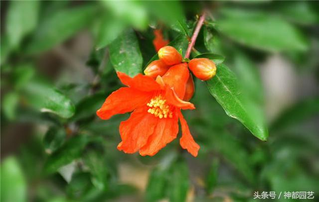 石榴花花语 石榴花花语(石榴花花语和寓意 生活