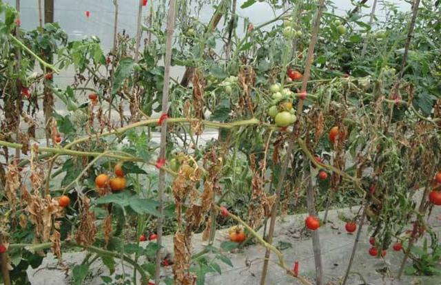 西红柿枯萎病发病原因及防治措施