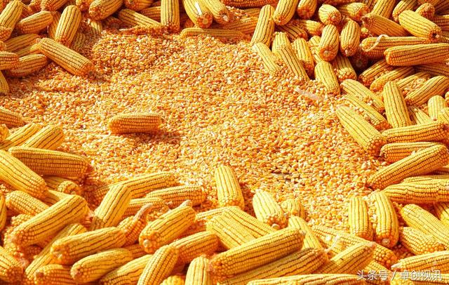 《玉米价格涨跌不一，6月仍存上涨机会》