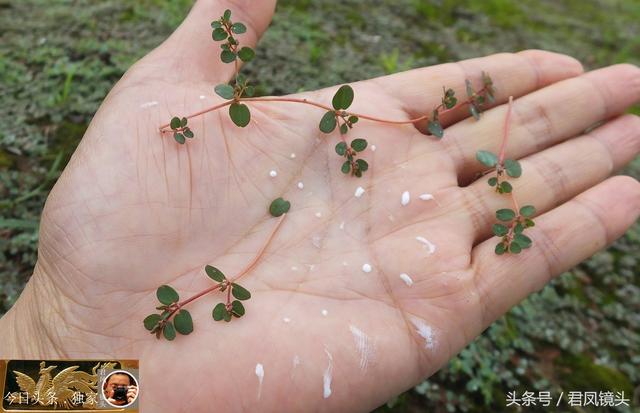 湖北宜昌：乡村，中草药地锦草与蜗牛壳为伴，在雨中茁壮成长！2