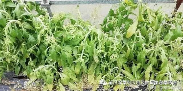 双氟磺草胺防除抗性小飞蓬探索7