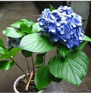 八仙花 八仙花（八仙花是草本还是木本） 生活
