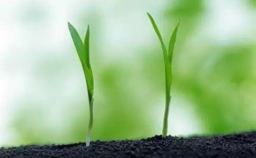 常见除草剂在土壤中的持效期是多久？