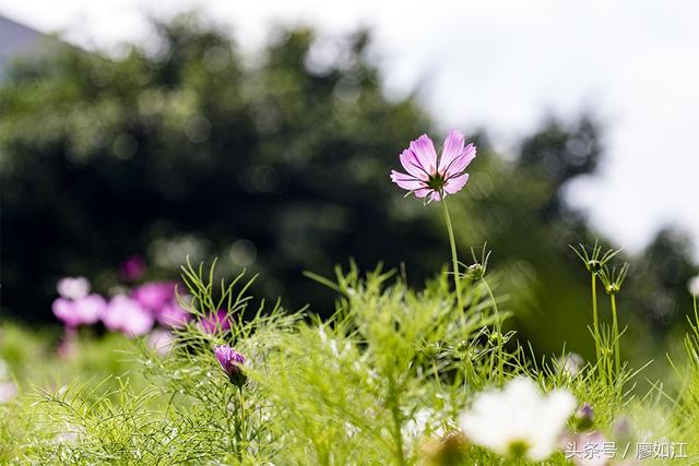 格桑花波斯菊