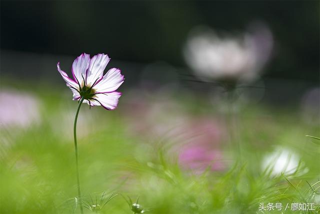 格桑花波斯菊