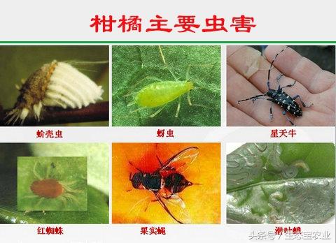 9种沃柑病虫害以及防治方法3