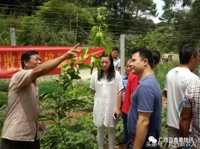 百香果产业项目规划