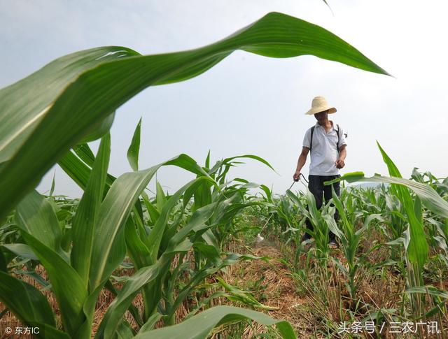 农技问答：玉米封闭药没封住，如何施第二遍药？2