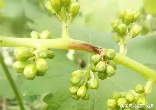 葡萄的十六中常见病害及药剂推荐，一定要背会！