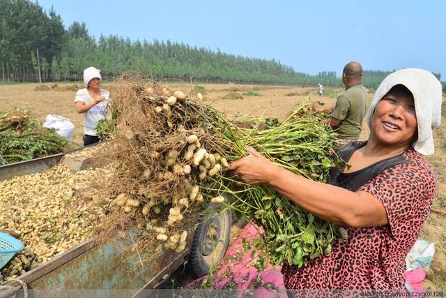 花生开花时，种植户喷上它，一棵花生结一窝