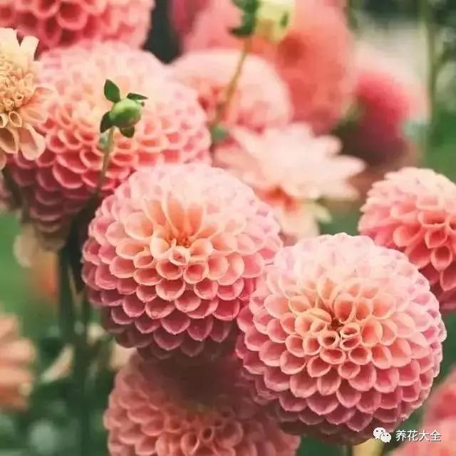 菊花的品种