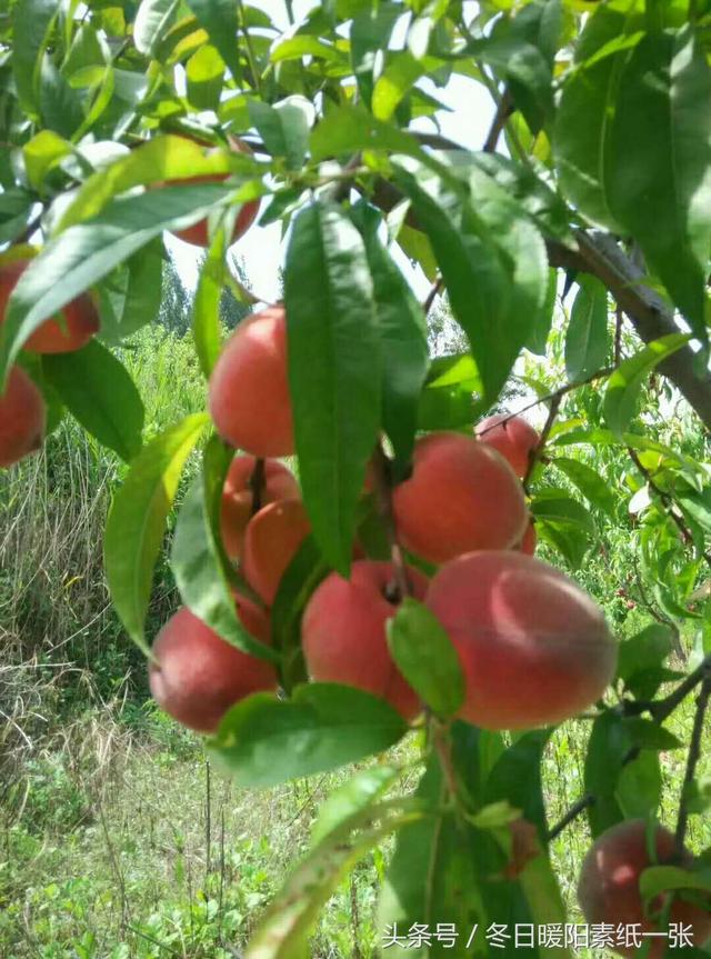 摄影：红彤彤的桃子正成熟